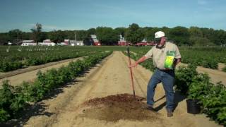 How to Plant Blueberries by Nourse Farms [upl. by Desirae]