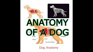 ANATOMY OF A DOG [upl. by Urania]