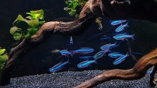 GREEN NEON TETRA CARE  Brilliant Blue Nano Fish for Aquascaping [upl. by Ute389]