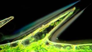 Cyclosis in Elodea Beautiful Microscopic HD Video [upl. by Uwton]