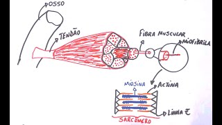 Contração Muscular  Resumo Professor Gustavo Schmidt [upl. by Elohc211]