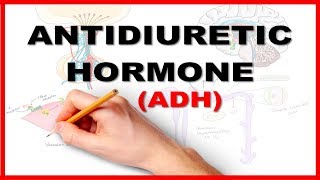 ADH Antidiuretic Hormone  Renal Physiology [upl. by Sander]