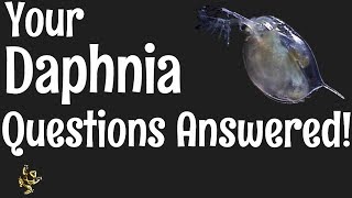 Daphnia Questions Answered [upl. by Puduns483]