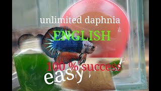 daphnia moina culture Easy way Unlimited production English  with sub Green water Chlorella [upl. by Latouche49]