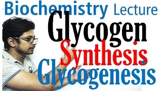 Glycogen synthesis  glycogen metabolism lecture 1 [upl. by Eisdnil]