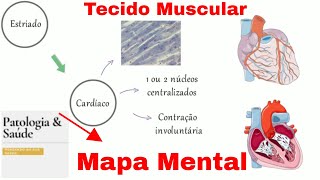 Mapa mental do Tecido Muscular  Histologia [upl. by Akemad832]