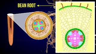 Internal structure of dicot root  Bean Root  Rhizodermis  Cortex [upl. by Kristoffer]