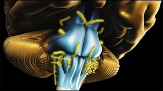 Neuroanatomy  The Brainstem [upl. by Langston]