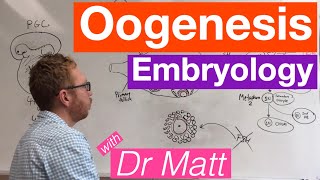 Oogenesis  Embryology [upl. by Nealy]