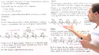 Polysaccharides Glycogen Starch and Cellulose [upl. by Nailuj]