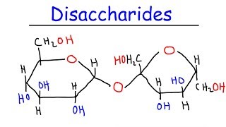 Disaccharides  Sucrose Maltose Lactose  Carbohydrates [upl. by Zenobia]