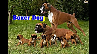 Boxer dog breed information [upl. by Shelman]