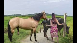 My sister training care her lovely horse in beginner 2021 [upl. by Ezequiel159]