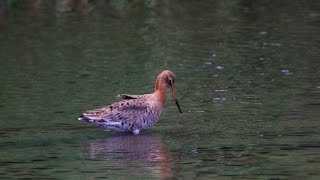 Blacktailed godwit 黑尾鷸 [upl. by Sinclare]