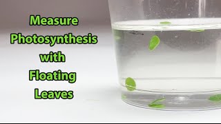 Measure Photosynthesis with Floating Leaves  Science Project [upl. by Savinirs]