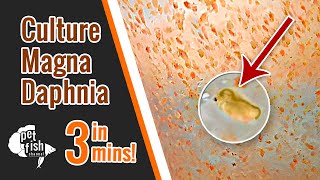 How to culture DAPHNIA MAGNA  The easy way [upl. by Vivien]