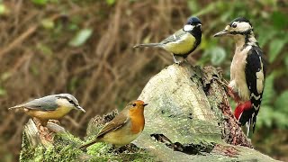 Bird Sounds Spectacular  8 HOURS of Beautiful British Birds [upl. by Nywled]