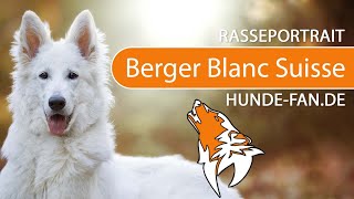 ► Weisser Schweizer Schäferhund 2018 Rasse Aussehen amp Charakter [upl. by Jerrold464]