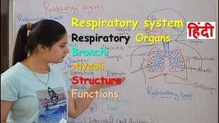 Respiratory system anatomy amp physiology in hindi  Organs  structure  functions [upl. by Enelad]