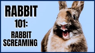 Rabbit 101 Rabbit Screaming [upl. by Bartram]