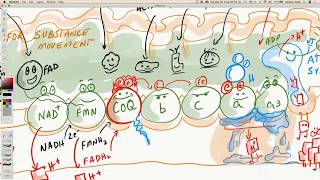 CoQ10  Coenzyme Q Electron Transport Chain [upl. by Alva]