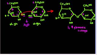 14glycosidic [upl. by Amieva]