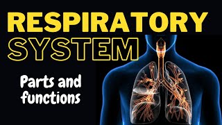 Parts and Functions of the respiratory system [upl. by Flossie336]