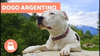 Dogo argentino  Características y adiestramiento [upl. by Aronid]