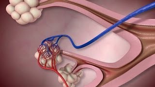 Normal Lung Anatomy and Function [upl. by Aij]