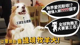 【從零開始養】邊境牧羊犬狗界愛因斯坦可以聽懂人類多少字狗界舞王第三名【許伯簡芝】Border Collie [upl. by Shane]