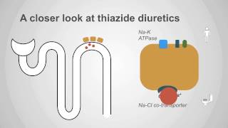 Thiazide Diuretics Explained Mechanism amp Clinical Application [upl. by Tacy581]