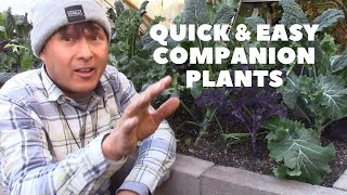 Best Quick amp Easy Companion Plant to Grow with Leafy Green Vegetables [upl. by Levesque]