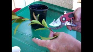 How to grow🌳Photinia from cuttings and other bushes DIY [upl. by Phila]