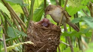 Big Brother Eviction Cuckoo Style  Natural World  BBC Earth [upl. by Yrac438]