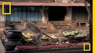 Drunk Monkeys  National Geographic [upl. by Shien]