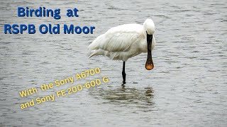 Birding at RSPB Old Moor [upl. by Titos108]