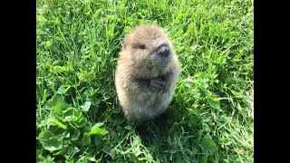 Meet Beatrice the adorable orphan baby beaver rescued in Kentucky [upl. by Leahplar]