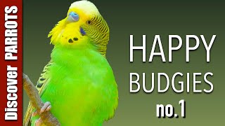 Happy Budgies 1  Budgerigar Sounds to Play for Your Parakeets  Discover PARROTS [upl. by Onirefez]