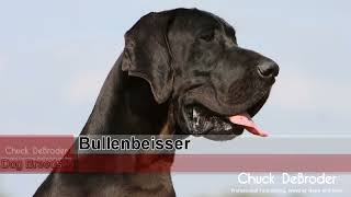 Bullenbeisser [upl. by Ahsitauq196]