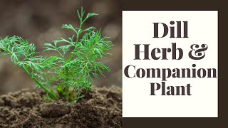 Dill Herb and Companion Plant [upl. by Muffin652]