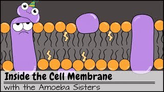 Inside the Cell Membrane [upl. by Moreno]