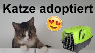 Katze aus Tierheim adoptiert Einzug  Vergesellschaftung [upl. by Midge]