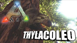 Taming A Thylacoleo  Ark Survival Evolved  The Island [upl. by Darees626]