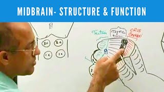 Midbrain  Structure and Function  Neuroanatomy [upl. by Procter]