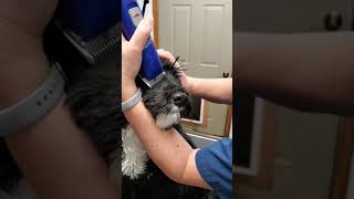 Grooming Tips for Portuguese Water Dog  muzzle [upl. by Neitsabes]