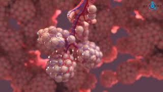 Alveoli 3D Medical Animation [upl. by Cordier143]