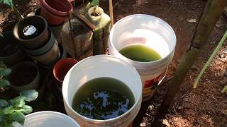 How to grow Green Water Algae [upl. by Liagiba]