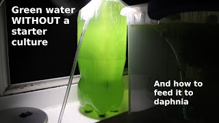 Green Water WITHOUT a Starter Culture  From Scratch  How To [upl. by Kire]