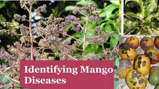 Identifying Major Diseases Of Mangoes [upl. by Aremat]