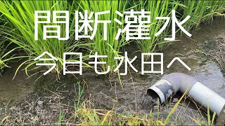 水見半作。今日も水田の水の様子を見に。 [upl. by Wilkinson]